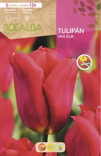 Bulbo Tulipanes 12+ Van Eijk -escarlata