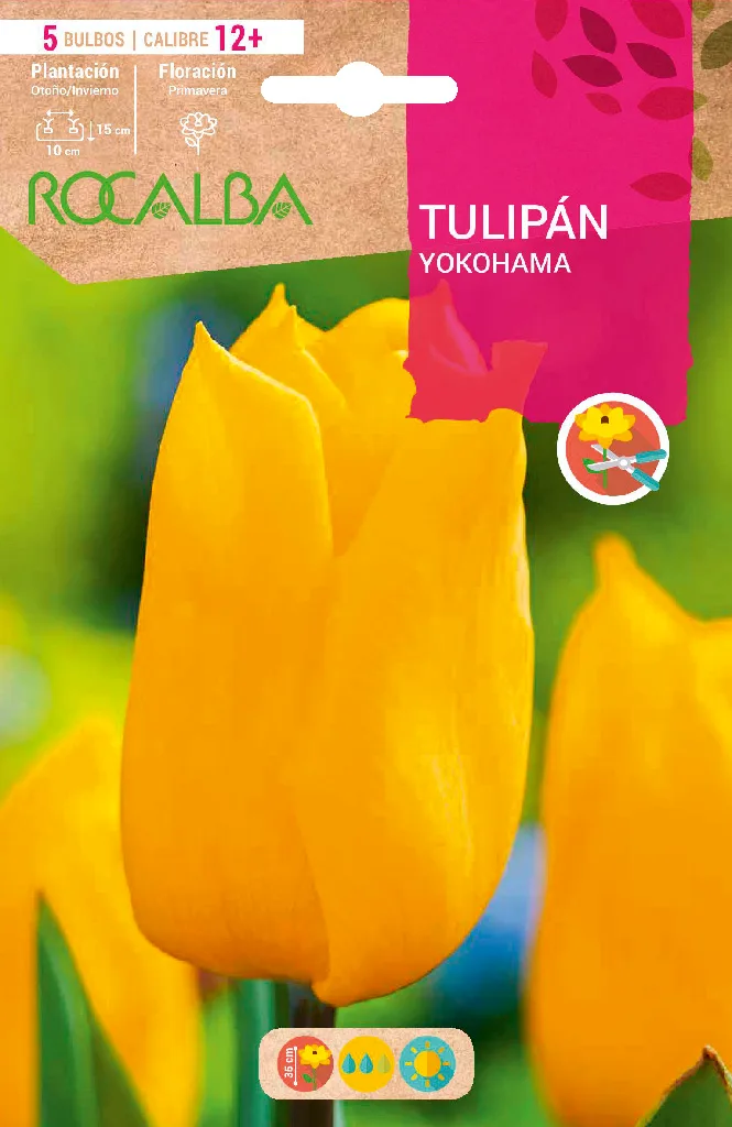 Bulbo Tulipanes 12+ Yokohama Amarillo Puro