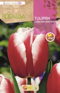Bulbo Tulipanes 12+ Leen V.d.mark Rojo y Blanco