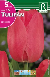 Bulbos Tulipanes Variedad Don Quijote Rosa