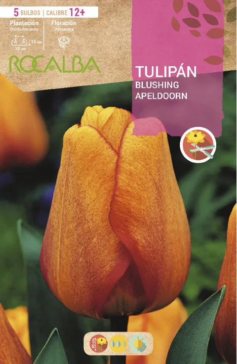Bulbo Tulipanes 12+ Blushing Apeldoorn