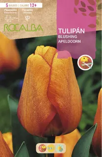 Bulbo Tulipanes 12+ Blushing Apeldoorn