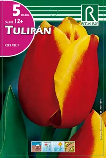 Bulbos Tulipanes Variedad Kees Nelis -rojo y Amarillo