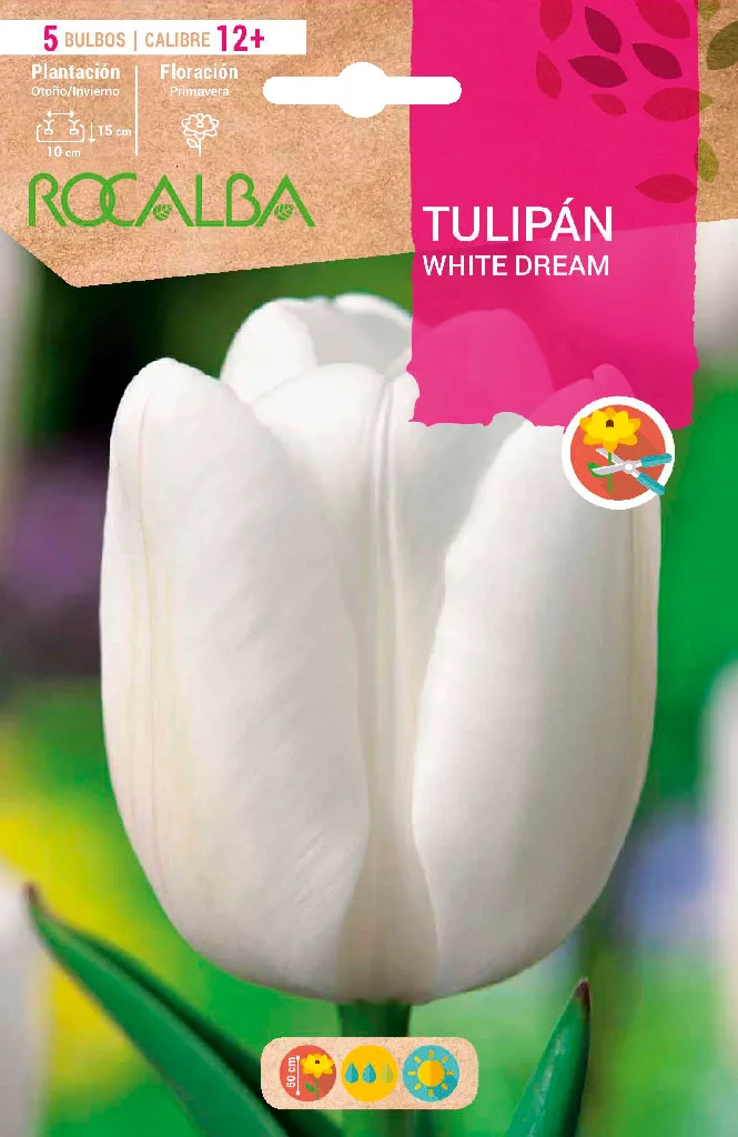 Bulbos Tulipanes Variedad White Dream -blanco Puro