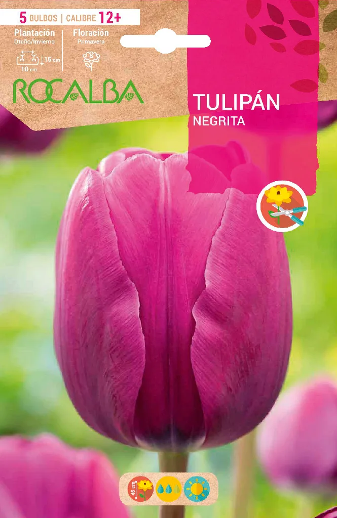 Bulbo Tulipanes Calibre12+ Negrita -violeta — foto principal