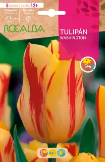 Bulbo Tulipanes 12+ Washington