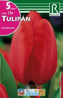 Bulbos Tulipanes Variedad Red Impression -rojo