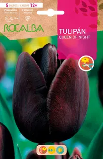 Bulbo Tulipanes Calibre 12+ Queen Of Night -negro