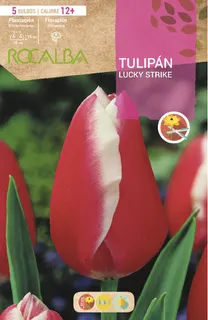 Bulbos Tulipanes Variedad Lucky Strike
