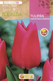 Bulbos Tulipanes Variedad Christmas Marvel