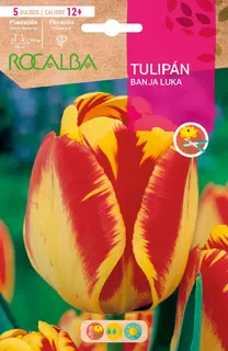 Bulbo Tulipanes Calibre 12+ Banja Luka