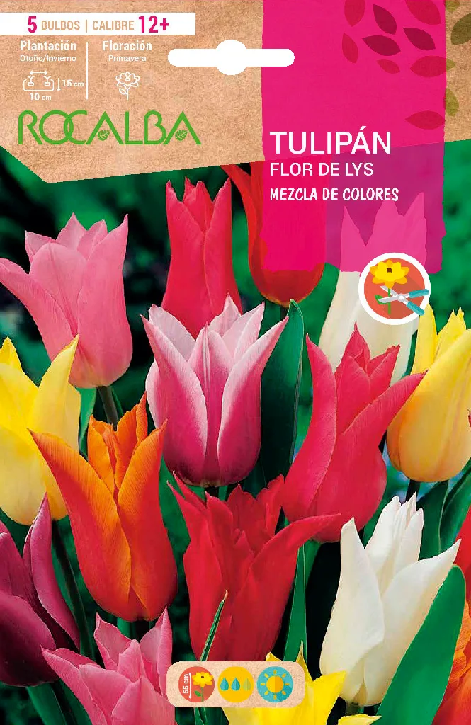 Bulbo Tulipanes Flor de Lys 12+ Mezcla de Colores