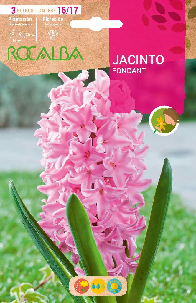 Bulbos Jacinto Variedad Fondant Rosa Claro