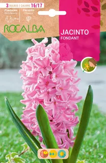 Bulbos Jacinto Variedad Fondant Rosa Claro