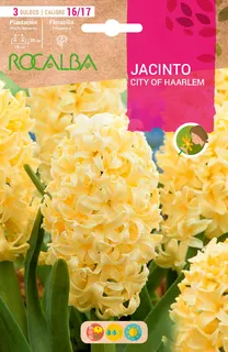 Bulbo Jacinto City Of Haarlem Amarillo