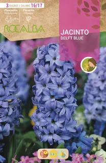 Bulbos Jacinto Variedad Delft Blue