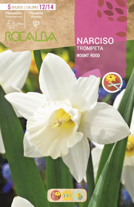 Bulbos Narciso Variedad Trompeta Mount Hood -blanco