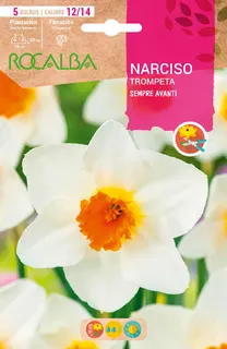 Bulbo Narcisos Trompeta 12/15 Sempre Avant