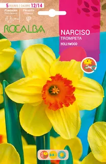 Bulbos Narciso Variedad Hollywood -amarillo Centro Naranja