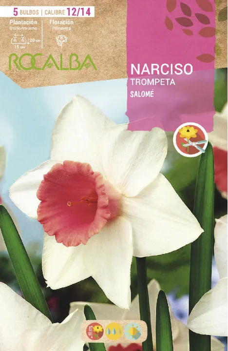 Bulbo Narcisos Trompeta 12/15 Salome Blanco Rosa — foto principal