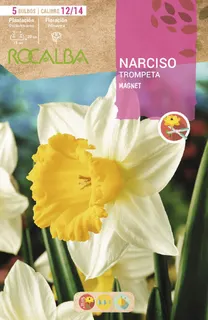 Bulbo Narcisos Trompeta 12/15 Magnet Blanco Amarilla