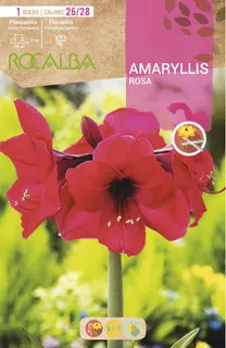 Bulbo Amaryllis 26/28 Rosa