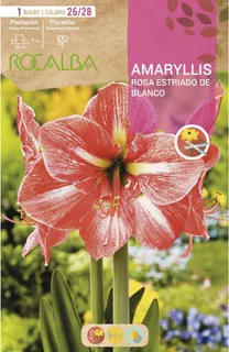 Bulbo Amaryllis 26/28 Rosa Estriado de Blanco