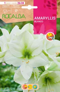Bulbo Amaryllis 26/28 Blanco