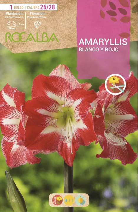 Bulbo Amaryllis 26/28 Blanco y Rojo