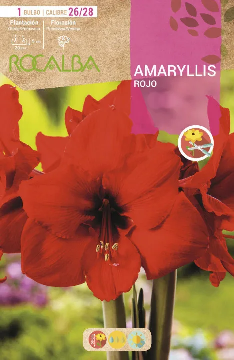 Bulbo Amaryllis 26/28 Rojo