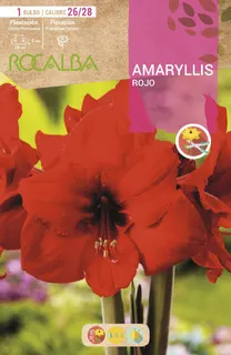 Bulbo Amaryllis 26/28 Rojo