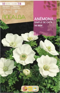 Bulbo Anemonas Simples de Caen 7/8 The Bride Blanco