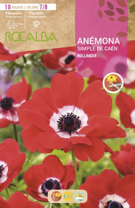 Bulbo Anemonas Simples de Caen 7/8 Hollandia -rojo — foto principal