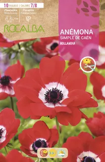 Bulbo Anemonas Simples de Caen 7/8 Hollandia -rojo