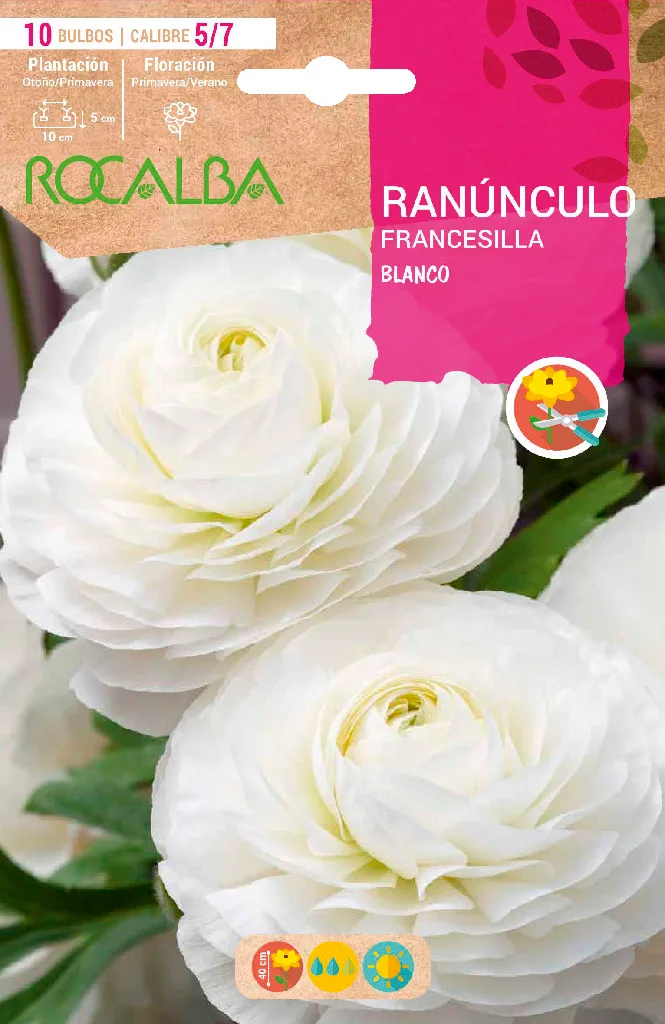 Bulbo Ranunculos 5/7 Blanco — foto principal