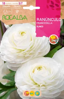 Bulbo Ranunculos 5/7 Blanco