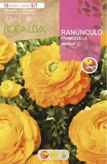Bulbo Ranunculos 5/7 Amarillo