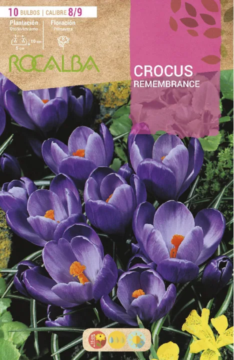 Bulbo Azafran Crocus 8/9 Remembrance -azul