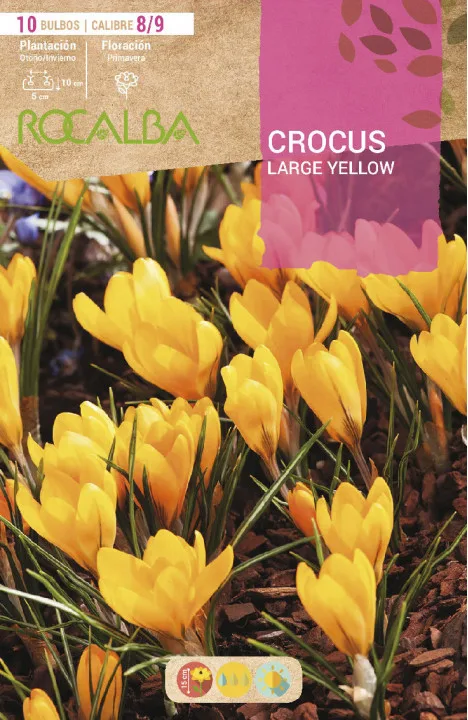 Bulbo azafran Crocus 8/9 Large Yellow Amarillo