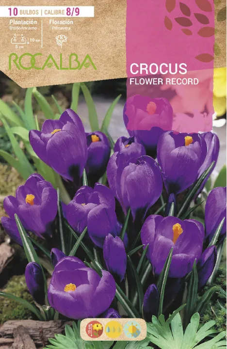 Bulbo Azafran Crocus 8/9 Flower Record Purpura — foto principal