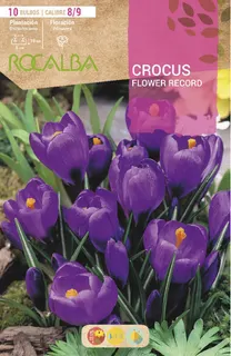 Bulbo Azafran Crocus 8/9 Flower Record Purpura