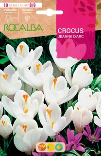Bulbo azafran  Crocus 8/9 Jeanne Darc -blanco y Lila