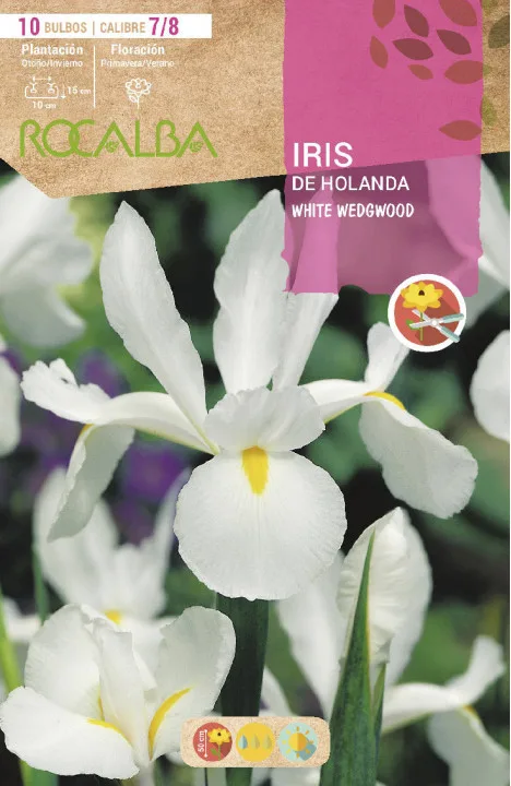 Bulbo Iris de Holanda 7/8 White Wedgwood -blanco — foto principal