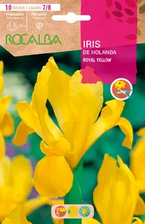Bulbos Iris Variedad Royal Yellow -amarillo