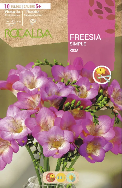 Bulbo Freesias Simples 5+ Rosa