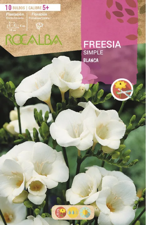 Bulbo Freesias Simples 5+ Blanco — foto principal