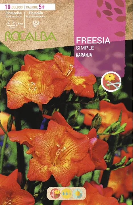 Bulbo Freesias Simples 5+ Naranja — foto principal
