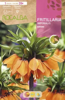 Bulbo Fritilarias Imperialis 20+ Aurora -naranja