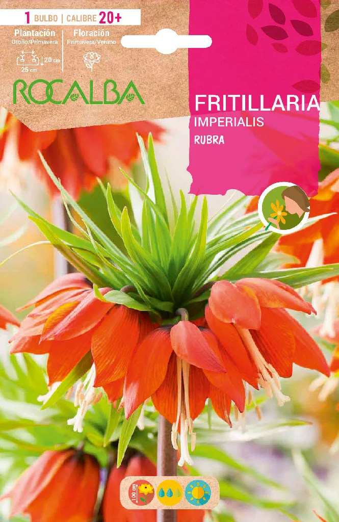 Bulbo Fritilarias Imperialis 20+ Rubra  -rojo