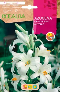 Bulbo Azucenas Calibre I Blanco